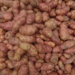 রংপুরের বিখ্যাত অত্যন্ত সুস্বাদু শীলবিলাতি আলু 10 kg